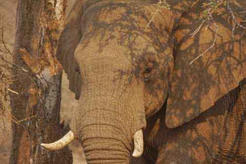 A Beautiful African Elephant Photo and Why I Won't be Painting It - by Artist Alison Nicholls