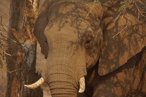 Elephants Avoid Busy Nights at the Local Bar - an Update on Wildlife Corridors in Northern Botswana