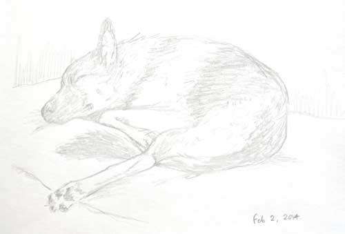 Chase, sleeping through the Superbowl, by Alison NIcholls